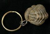 Real Phacops Trilobite Keychain #17398-1